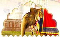 Taj Mahal Photo Gallery;  Elephant