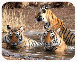 North India Wildlife Tour North India Wildlife Tour