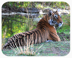 India Wildlife Tour India Wildlife Tour