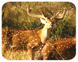 North India Wildlife Tour North India Wildlife Tour