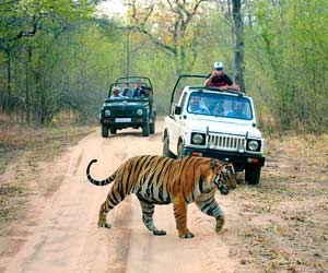 India Wildlife Tour